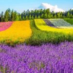 Ladang Bunga Daisy Taman Nasional Torres del Paine, Chili