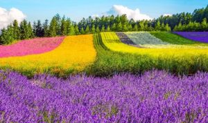 Ladang Bunga Daisy Taman Nasional Torres del Paine, Chili