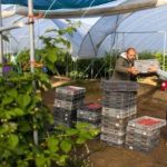 Pemetik buah di Inggris