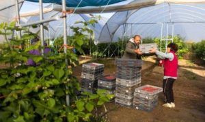 Pemetik buah di Inggris