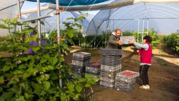 Pemetik buah di Inggris