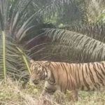 Seekor Harimau Sumatera di kebun warga di Inhu