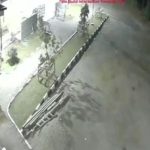 Harimau muncul di halaman masjid