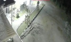 Harimau muncul di halaman masjid