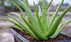 Lidah buaya