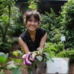 Kebun Kumara Cassandra